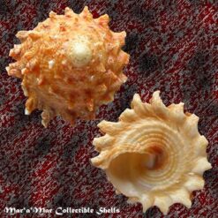 Astraea cf. latispina (Philippi, 1844) - Imagem 2