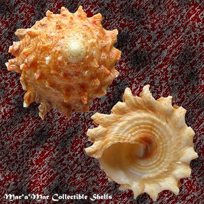 Astraea cf. latispina (Philippi, 1844) - Imagem 2