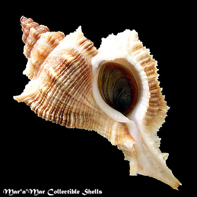 Chicoreus senegalensis (Gmelin, 1790)
