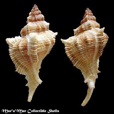 Chicoreus senegalensis (Gmelin, 1790) - Imagem 2