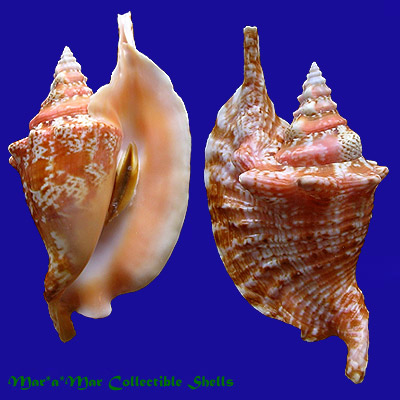Strombus gallus Linnaeus, 1758
