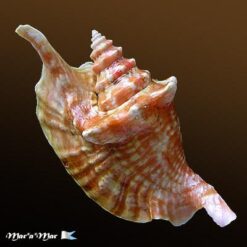 Strombus gallus Linnaeus, 1758 - Imagem 2