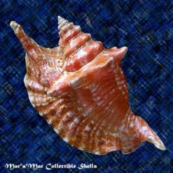Strombus gallus Linnaeus, 1758 - Imagem 2