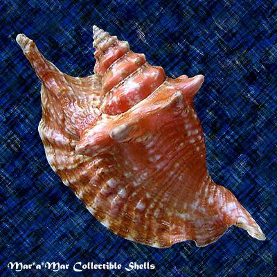 Strombus gallus Linnaeus, 1758 - Imagem 2