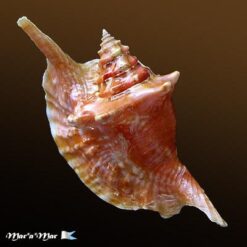 Strombus gallus Linnaeus, 1758 - Imagem 2