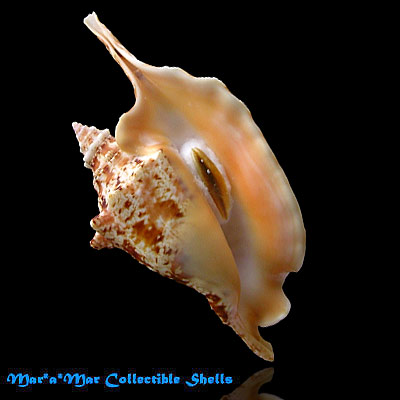 Strombus gallus Linnaeus, 1758