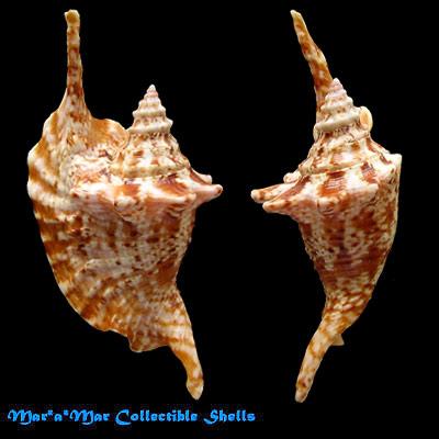 Strombus gallus Linnaeus, 1758 - Imagem 2