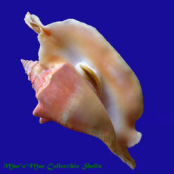 Strombus gallus Linnaeus, 1758