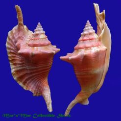 Strombus gallus Linnaeus, 1758 - Imagem 2