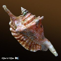 Strombus gallus Linnaeus, 1758 - Imagem 2