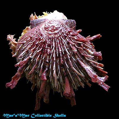 Spondylus ictericus Reeve, 1856