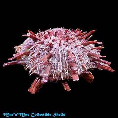 Spondylus ictericus Reeve, 1856 - Imagem 2