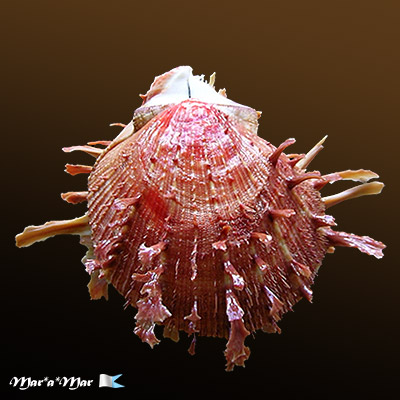 Spondylus ictericus Reeve, 1856