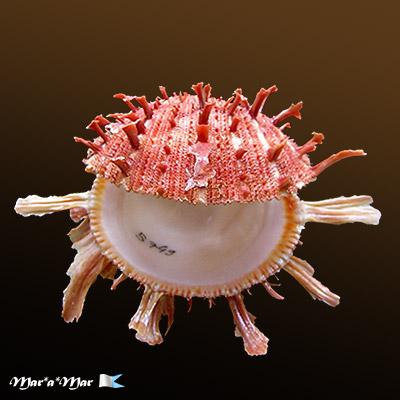 Spondylus ictericus Reeve, 1856 - Imagem 2