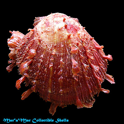 Spondylus ictericus Reeve, 1856