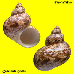 Turbo canaliculatus Hermann, 1781