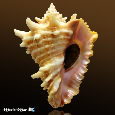 Vasum cassiforme (Kiener, 1841)