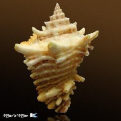 Vasum cassiforme (Kiener, 1841) - Imagem 2