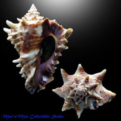 Vasum cassiforme (Kiener, 1841)