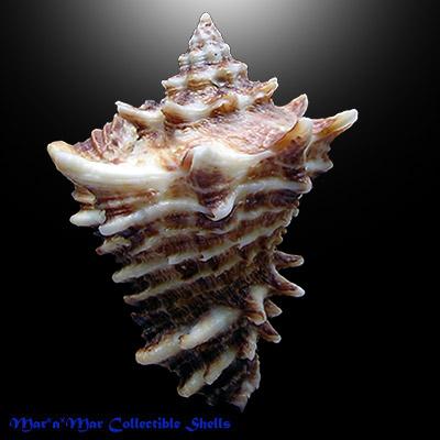 Vasum cassiforme (Kiener, 1841) - Imagem 2