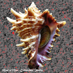 Vasum cassiforme (Kiener, 1841)