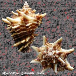 Vasum cassiforme (Kiener, 1841) - Imagem 2