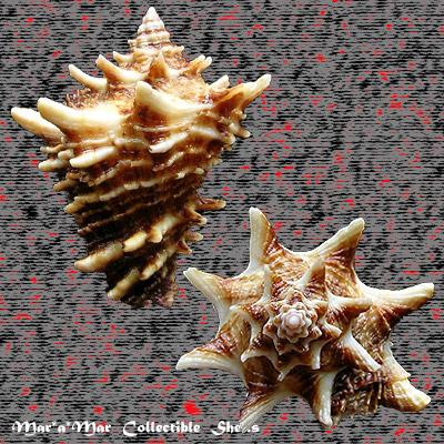 Vasum cassiforme (Kiener, 1841) - Imagem 2