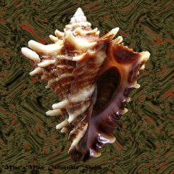 Vasum cassiforme (Kiener, 1841)