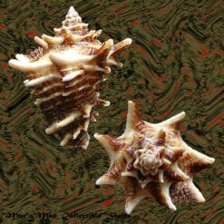 Vasum cassiforme (Kiener, 1841) - Imagem 2