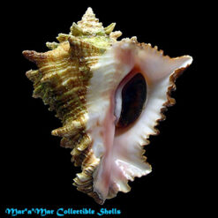 Vasum cassiforme (Kiener, 1841)