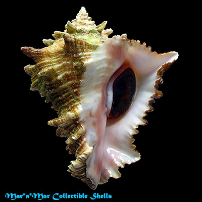 Vasum cassiforme (Kiener, 1841)