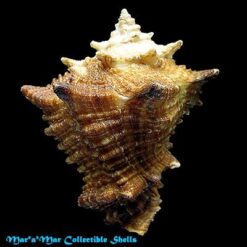 Vasum cassiforme (Kiener, 1841) - Imagem 2