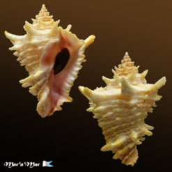 Vasum cassiforme (Kiener, 1841)
