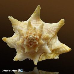 Vasum cassiforme (Kiener, 1841) - Imagem 2