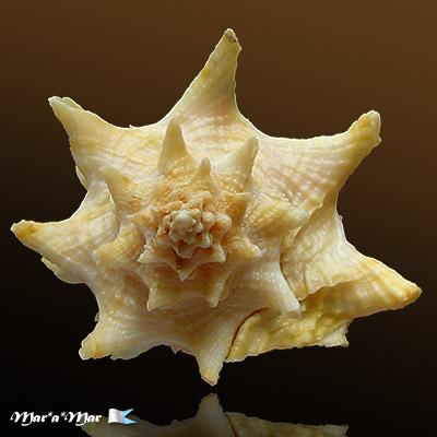 Vasum cassiforme (Kiener, 1841) - Imagem 2
