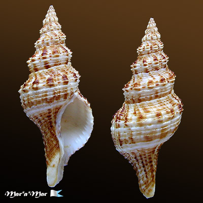 Fusinus sp.