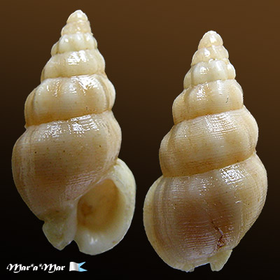Nassarius cf. karinae Nowell-Usticke, 1971