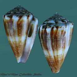 Conus gladiator Broderip, 1833