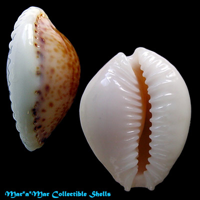 Cypraea acicularis marcuscoltroi (Petuch, 2015)