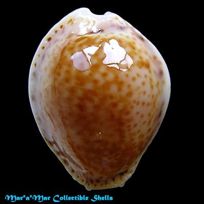 Cypraea acicularis marcuscoltroi (Petuch, 2015) - Image 2