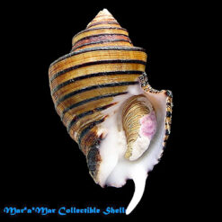 Opeatostoma pseudodon (Burrow, 1815)