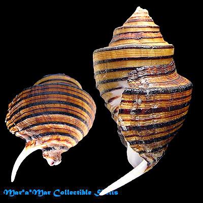 Opeatostoma pseudodon (Burrow, 1815) - Imagem 2