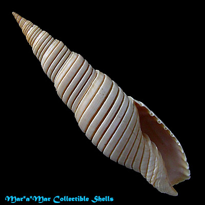 Mitra belcheri Hinds, 1844