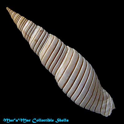 Mitra belcheri Hinds, 1844 - Imagem 2