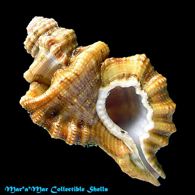 Cymatium gibbosum (Broderip, 1833)