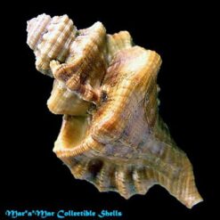 Cymatium gibbosum (Broderip, 1833) - Imagem 2