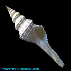 Fusinus dupetitthouarsi (Kiener, 1840)