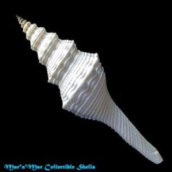 Fusinus dupetitthouarsi (Kiener, 1840) - Imagem 2