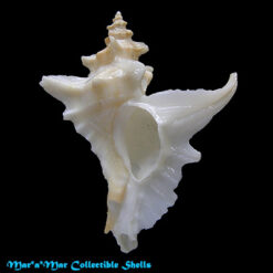 Pteropurpura centrifuga (Hinds, 1844)