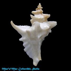 Pteropurpura centrifuga (Hinds, 1844) - Imagem 2